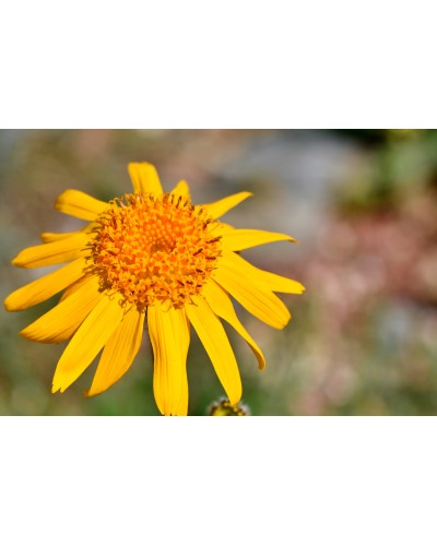 PARACELSIA 21 GEL ARNICA Y HARPAGOFITO 200 ML